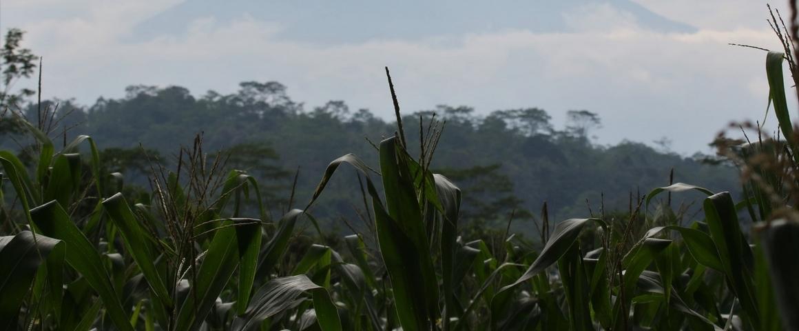 Le maïs est une des principales cultures pour la production de bioénergie © A. Rival, Cirad